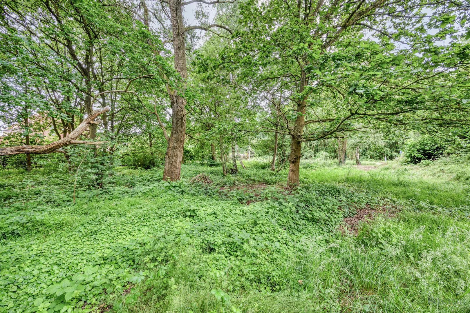Bouwgrond op 16a 76ca te koop in Tessenderlo-Ham