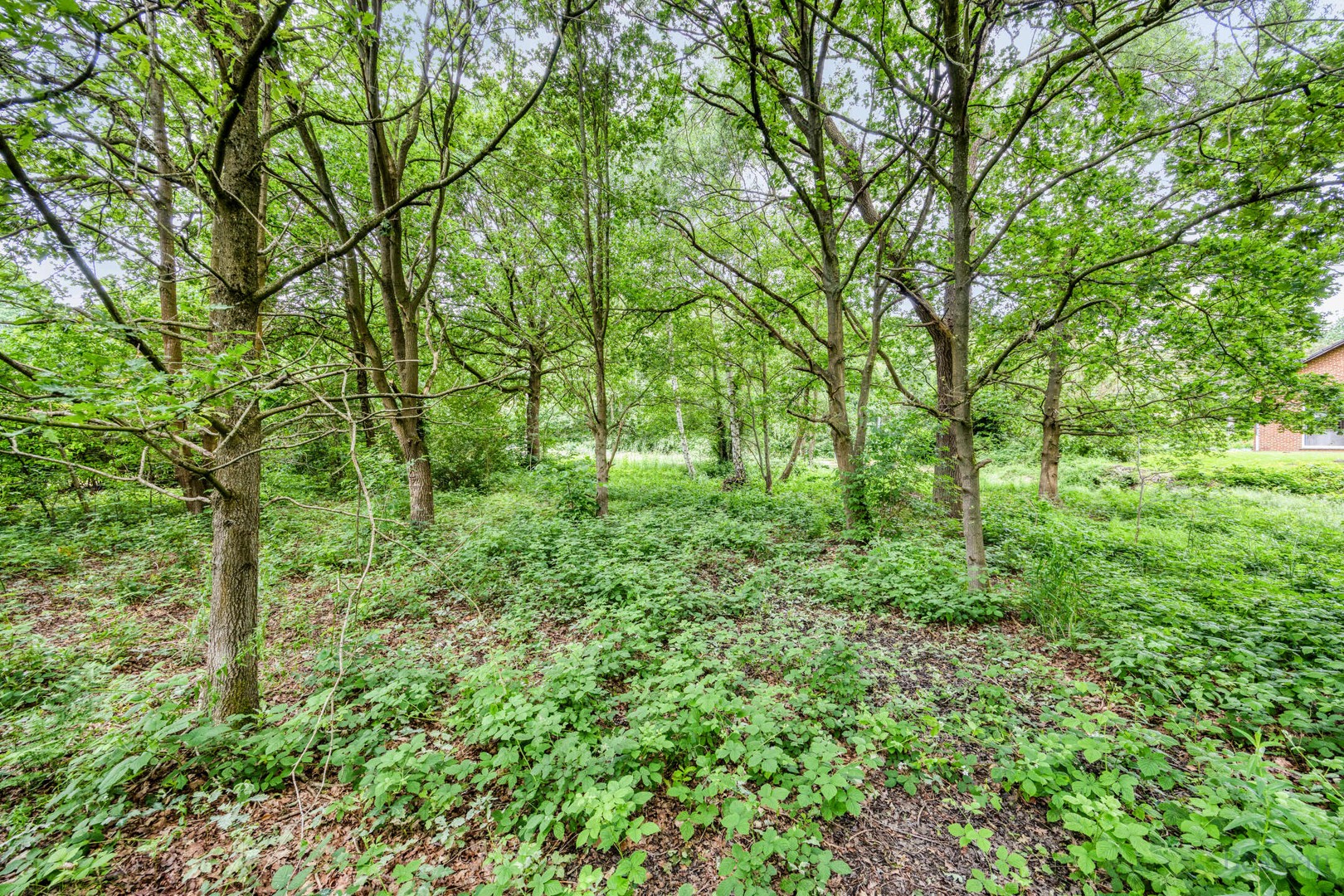 Bouwgrond op 16a 76ca te koop in Tessenderlo-Ham