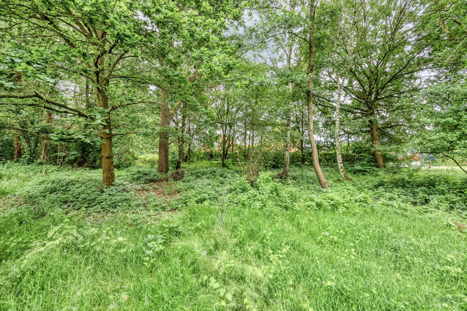 Bouwgrond op 16a 76ca te koop in Tessenderlo-Ham